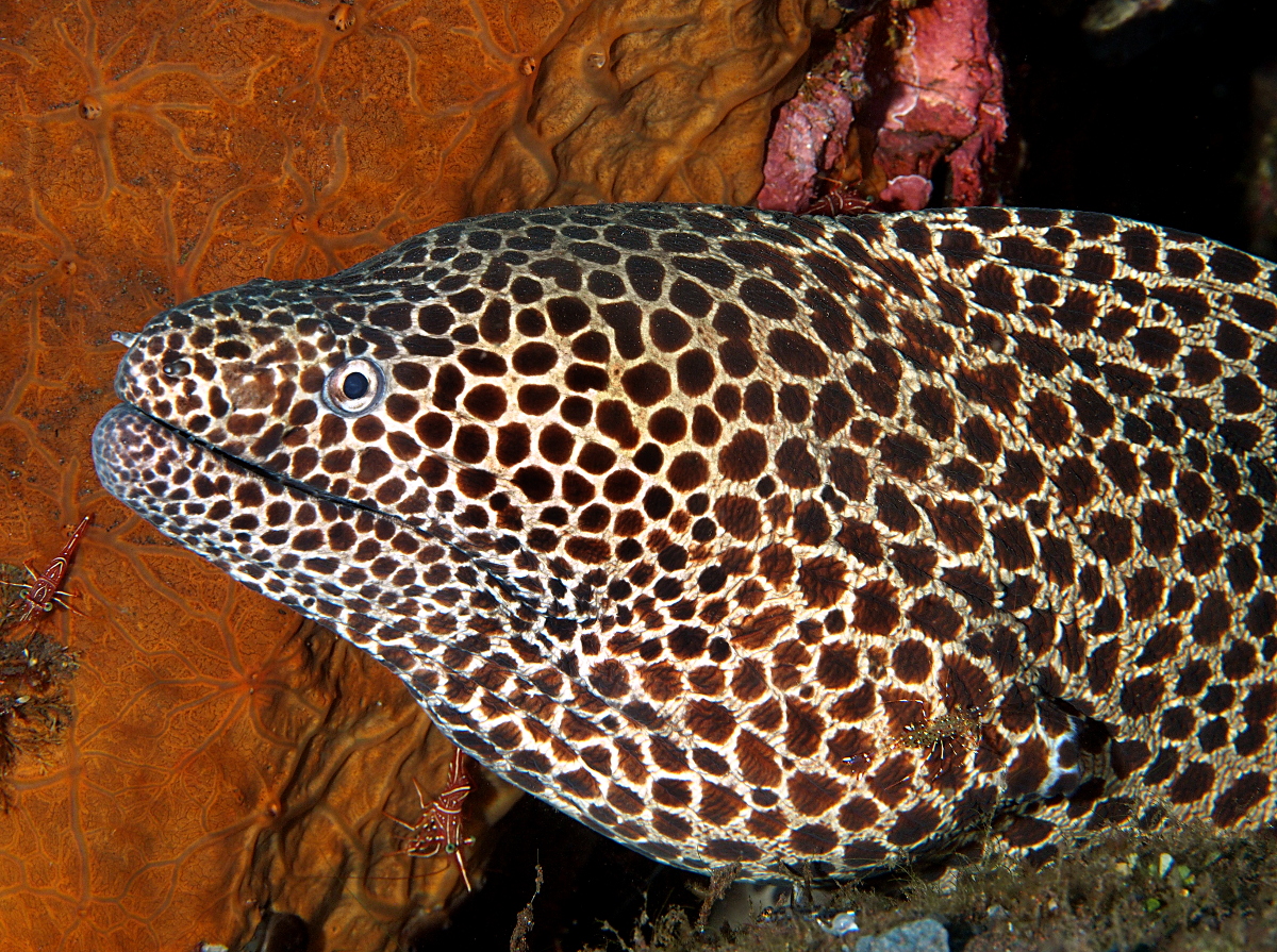 Laced Moray Eel